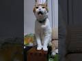 スコテッシュぽん太16歳の訴え,Scottish Ponta, 16, appeals #shotrs