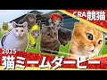 2025年 猫ミームダービー G I Cat Memes Derby Race 猫ミーム 日本ダービー