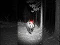 Terrifying Night Footage! Black Bear Near Logging Road Caught on Camera 🐻🌲 | 03:12 AM |March28, 2026