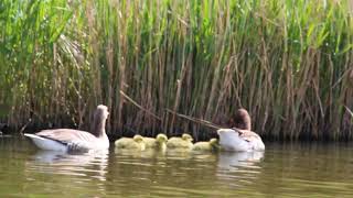 Ducklings swimming with their parents