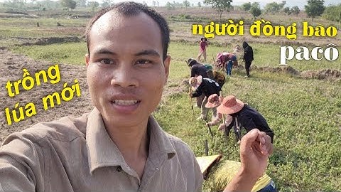 trồng lúa mới của người đồng bào Pa Cô ở nông thôn [Ngọc sao vlog ẩm thực]