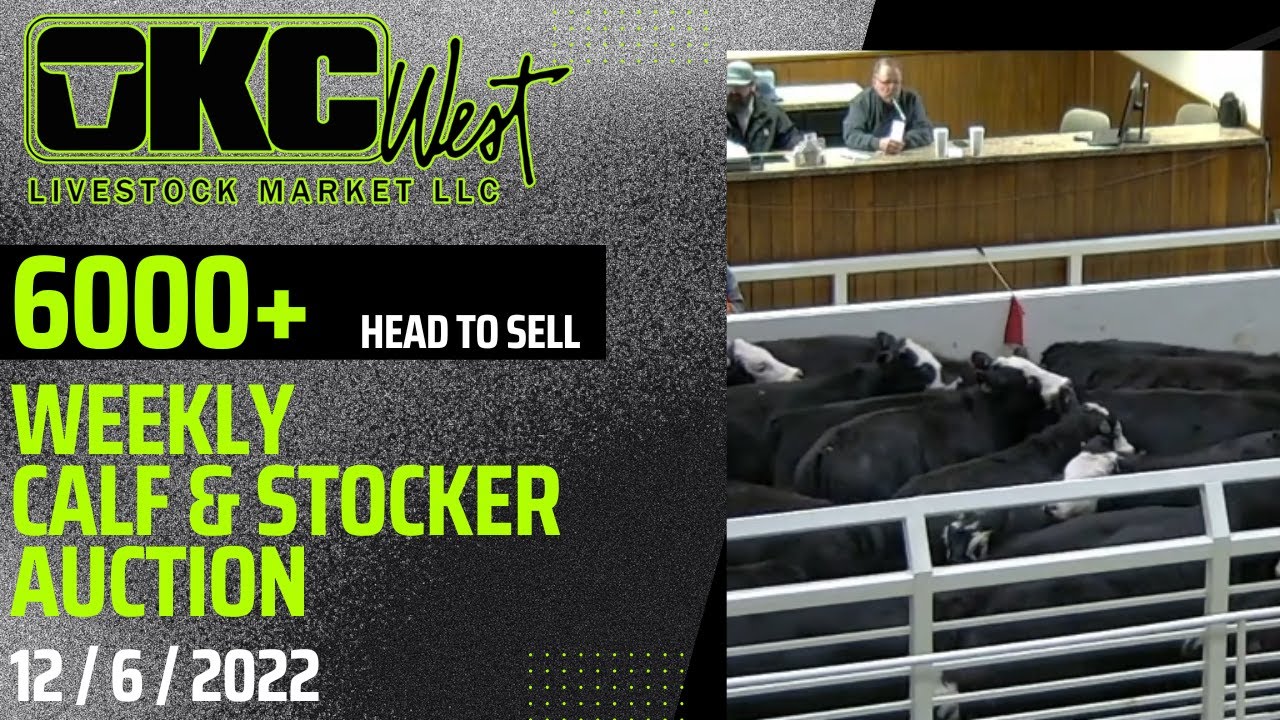 12/6/2022 OKC West Calf and Stocker Auction YouTube