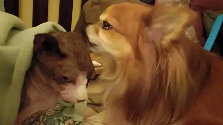 Video 2067281: sphynx cat ear, face cat