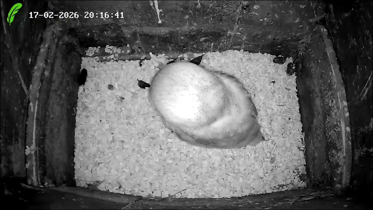 Barn Owl Nest Box - Live Stream Overnight 17th Feb