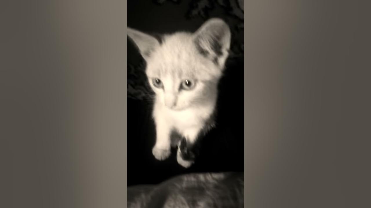 клип на спидометре за сотню