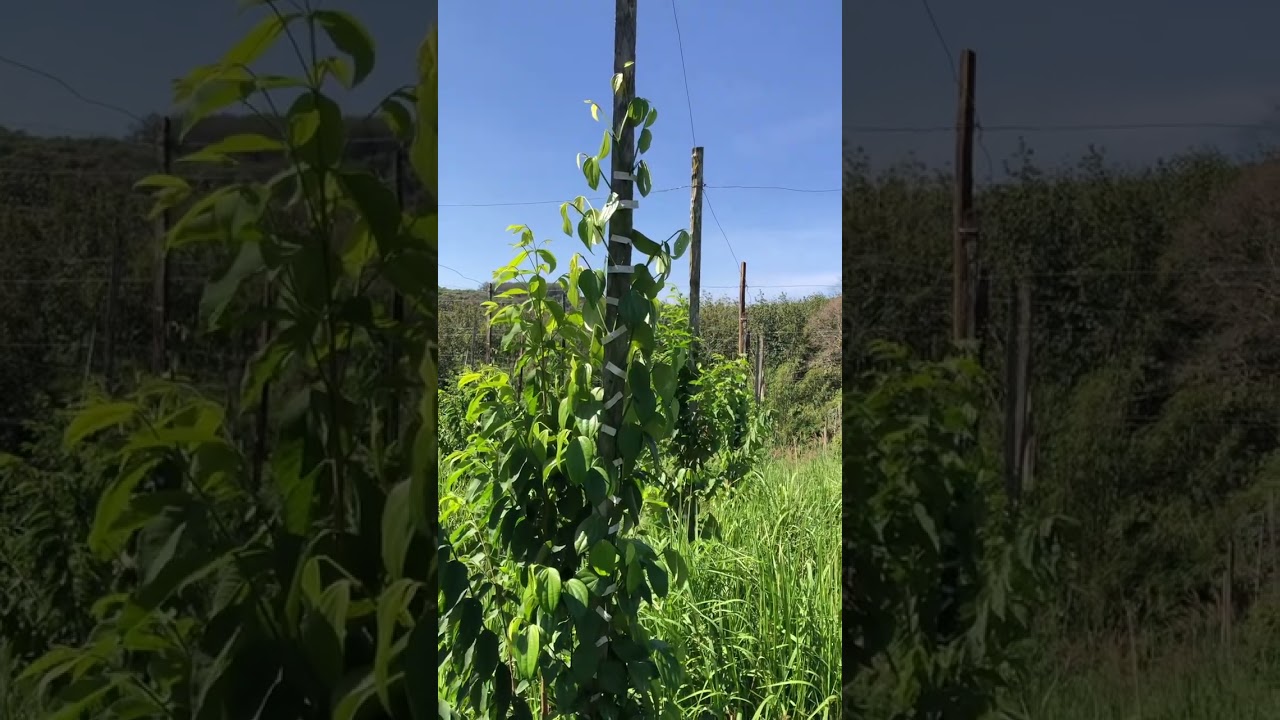 Tiêu tùng linh. Không che lưới được k. Đt: 0358481480. #tieugiongbinhphuoc 