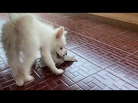 Cute Indian spitz gets crazy after taking bath #shorts #puppy