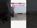 警戒する子猫たちに囲まれた犬の反応 #猫 #子猫