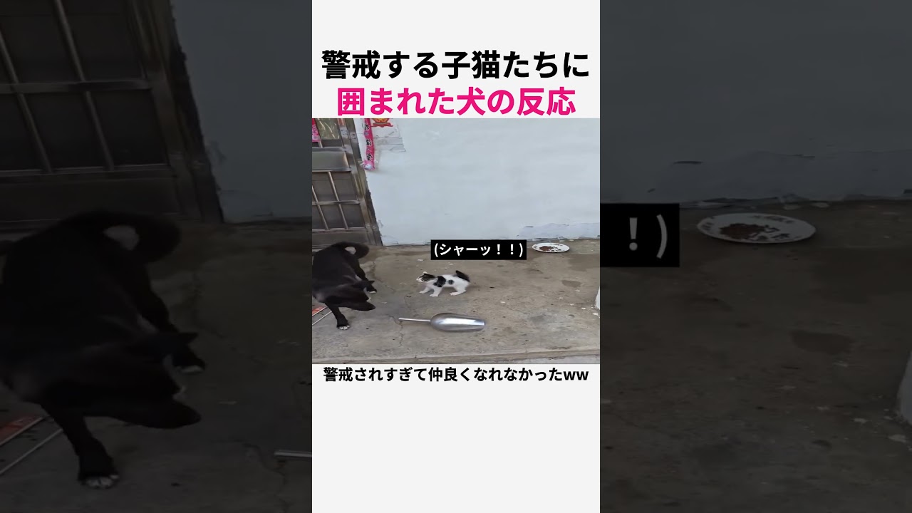 警戒する子猫たちに囲まれた犬の反応 #猫 #子猫
