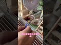 谁懂啊，家里孩子他爸的受宠小鼠🐭#萌宠小仓鼠 #仓鼠🐹 #阔爱炸了 #神奇动物在抖音