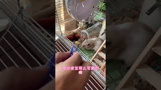 谁懂啊，家里孩子他爸的受宠小鼠🐭#萌宠小仓鼠 #仓鼠🐹 #阔爱炸了 #神奇动物在抖音