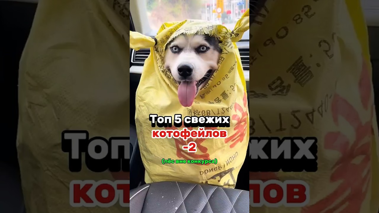 Свежие Котофейлы 2