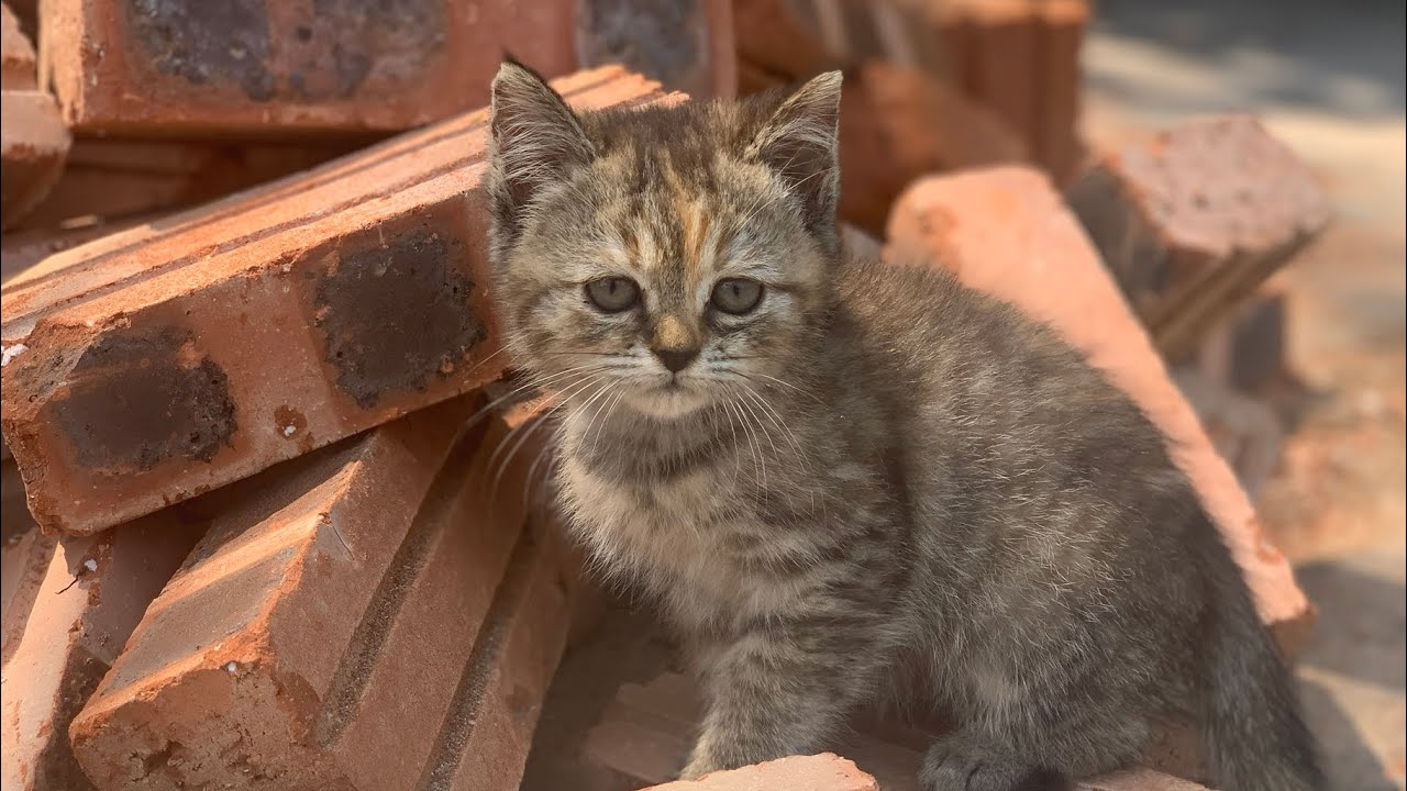 Abandoned Kitten but still fun ! 