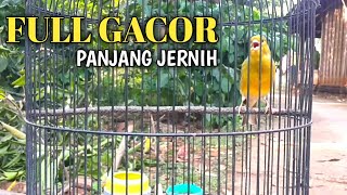 Burung kenari Gacor ngerol Panjang Jernih screenshot 3