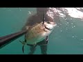 Part of the Game! #pescasub #spearfishing #pesca #ocean #viral #scubadiving #fishing #seafood #sea