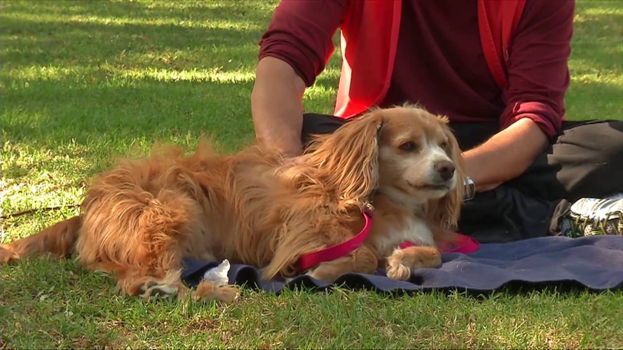 Irvine Pets & Company 194 YouTube