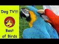 TV for Dogs 🐶 Relaxing Bird Videos for Dogs To Watch - Calm Music for Separation Anxiety