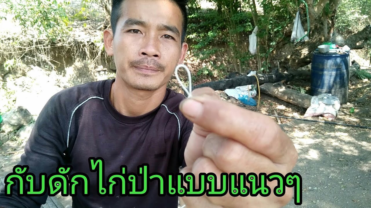 ทำกับดักไก่ป่า!!แบบแนวๆ และวิธีดัก