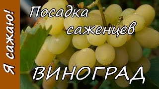 ВИНОГРАД. Посадка саженцев весной. Я сажаю.