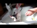 Rita The Cornish Rex gets a bath. の動画、YouTube動画。