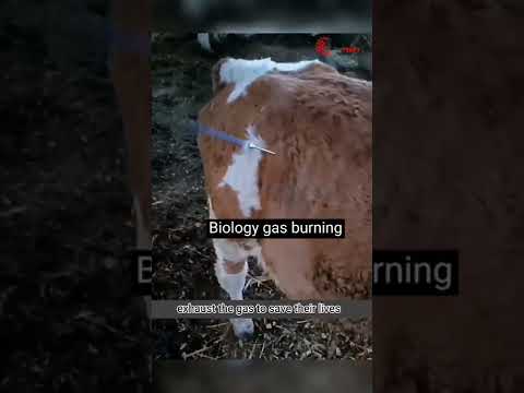 Biological burning cow gas