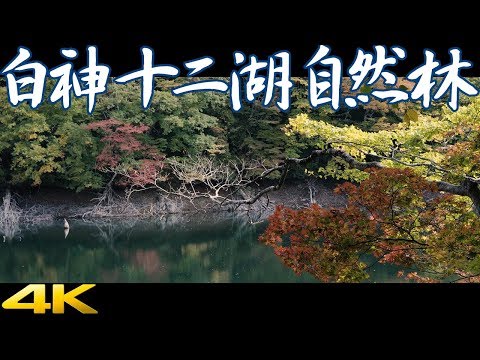 白神十二湖自然休養林［4K］