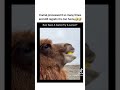 #foryou #fypage #fypviral #camel