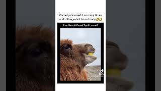 #foryou #fypage #fypviral #camel