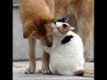 Dog vs cat