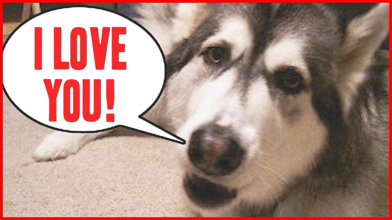 Funny Dogs Dogs Can Talk Like Humans Dog Says I Love You YouTube funny-dogs-dogs-can-talk-like-humans-dog-says-i-love-you-youtube