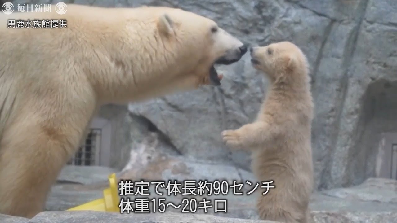 僕の名は ホッキョクグマの赤ちゃん 秋田の水族館が名前募集 Youtube