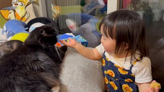 猫吸いされる猫　ラガマフィンA cat being sniffed. Ragamuffin