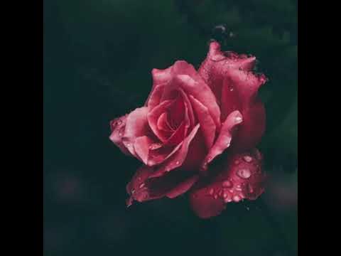 A1 & Morissette Amon - Like A Rose (Lyrics) - YouTube