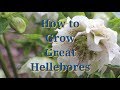 How to Grow Great Hellebores
