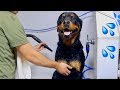 Bruno the Rottweiler getting a Dog Wash |12