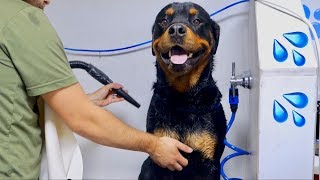 Bruno the Rottweiler getting a Dog Wash |12