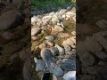 Au file de l eau et des oiseaux 