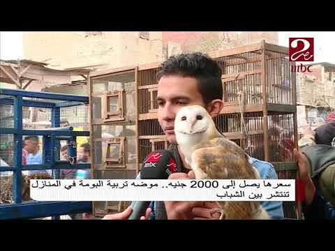 أنتشار موضة تربية البوم في المنازل والأسعار تصل إلى 2000 جنية