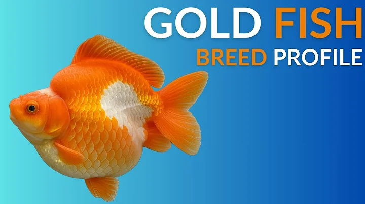 Goldfish Care Guide | Tank Setup  Feeding  Breeding & Lifespan