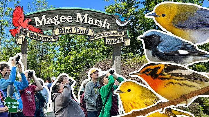 What is The Biggest Week in American Birding? (And Why You Should Go)