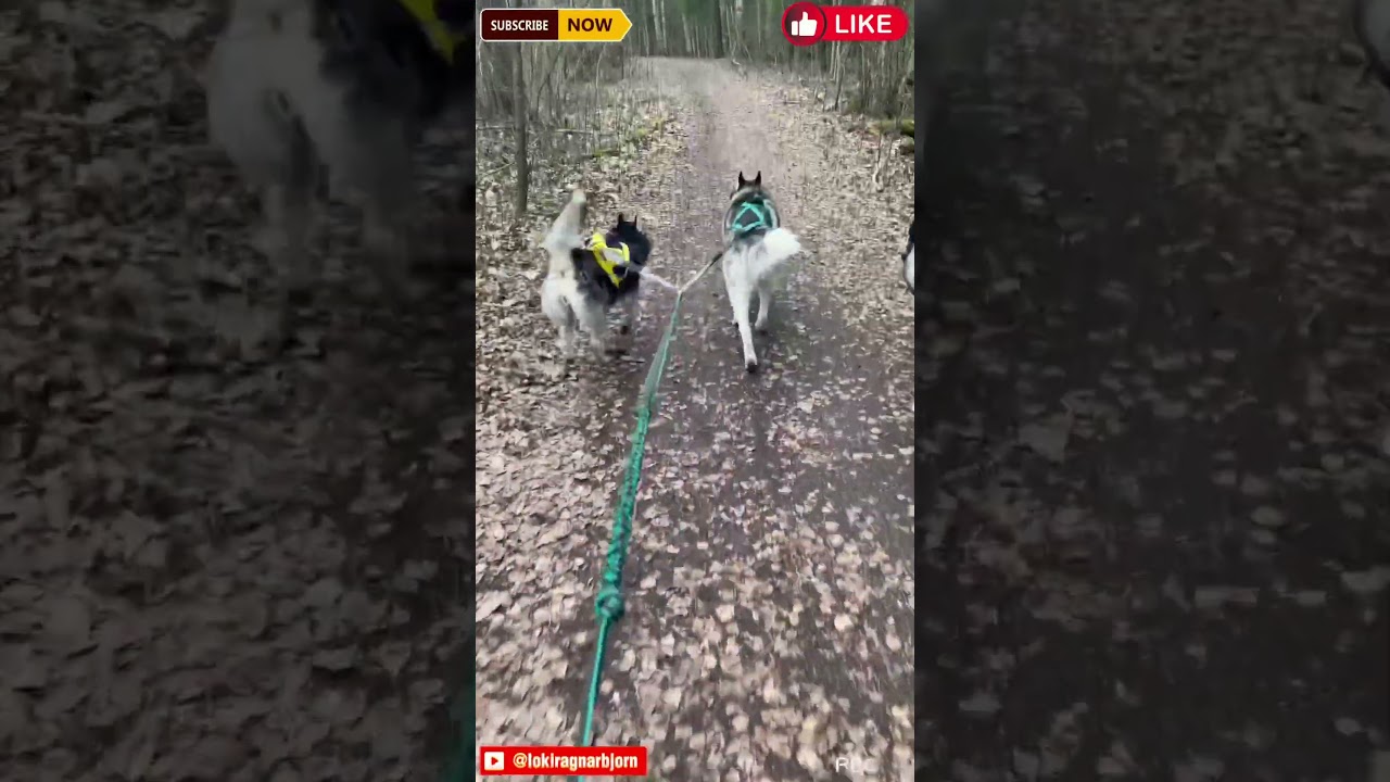 Мы и наши друзья-спортсмены 