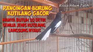 PANCINGAN KUTILANG GACOR UNTUK MENAIKAN EMOSI DAN MENTAL // PANCINGAN KACER