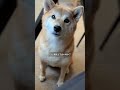 柴犬が実はめちゃくちゃ 計算高い瞬間5選 【#495】 #柴犬 #shibainu