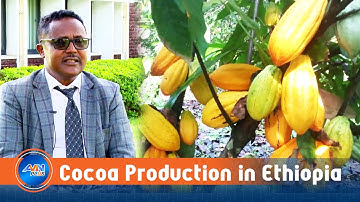 Cocoa adaptation in Ethiopia shows promising results: EIAR