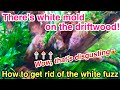 How to get rid of the White Fuzz (Molds) that Appear on the driftwood in your planted aquarium