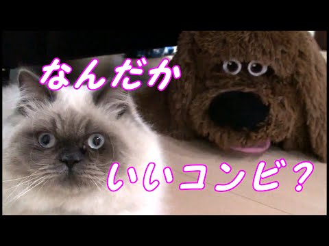 ぬいぐるみへの嫉妬で噛みつきます 【イケメンになりたい猫の軌跡】#46