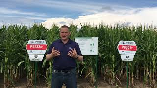 What's New in Pioneer Corn