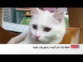 تلاش برای حفظ نژاد نادر گربه وان در جنوب شرق ترکیه