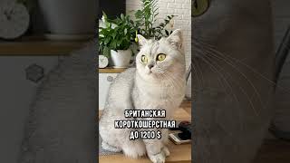 Самые дорогие породы кошек #кот #коты #shorts