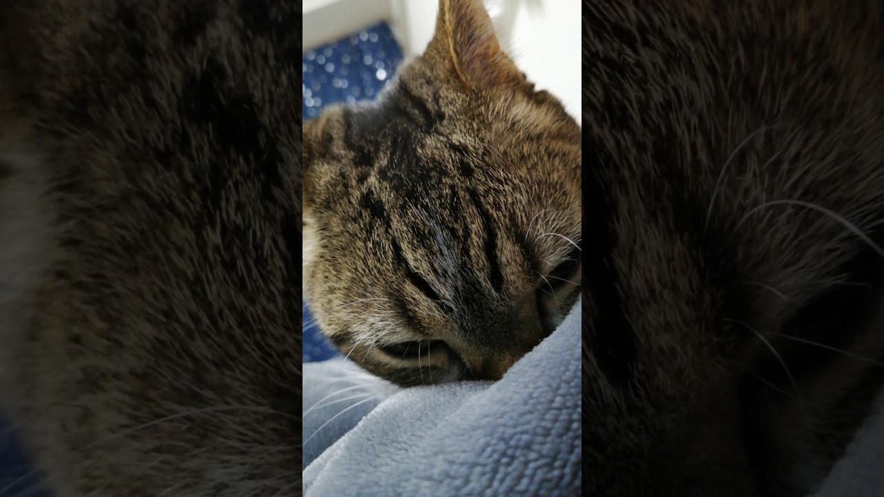 飼い主のお腹の上で恍惚のふみふみ猫 #shorts